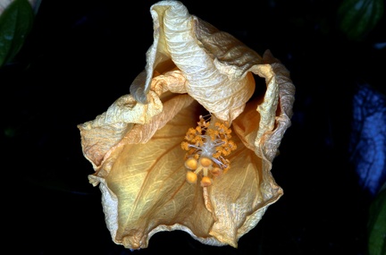 Hibiscus Lateritia visnende