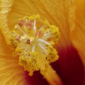 Hibiscus Lateritia støvknapper