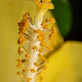 Hibiscus Lateritia støvtråd m. støvknapper