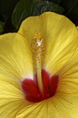 Hibiscus Lateritia