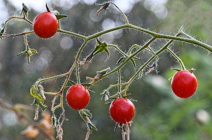Små Ribs tomater i modlys