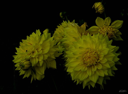 Blomster i Boes Foto Lisa Jepsen