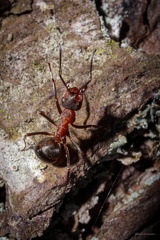 Rød myre-2