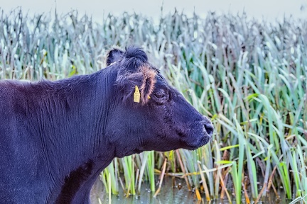 Spejlvendt ko i profil