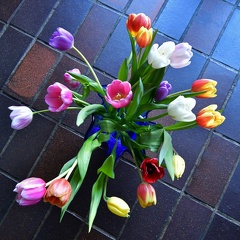 Tulipaner i modlys 