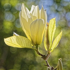 Gul magnolie 4