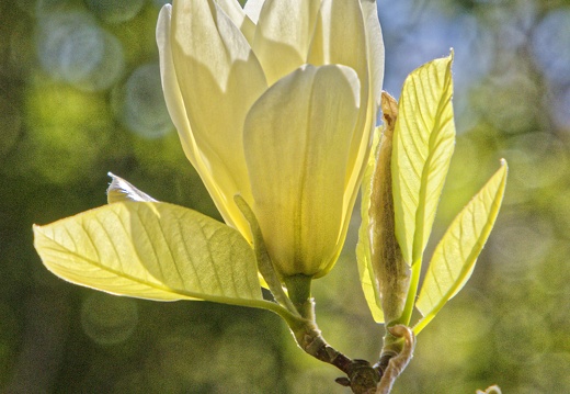 Gul magnolie 4