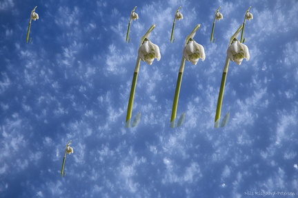 Vintergækker på vandring