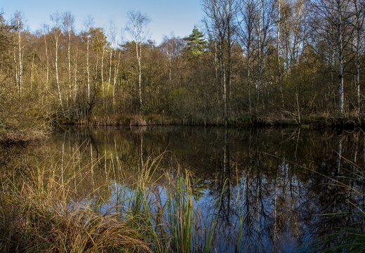 Skovsø