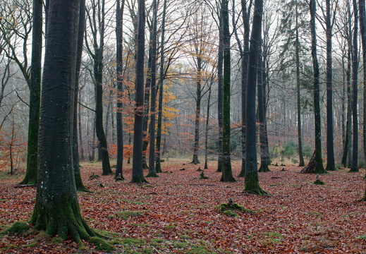 Skivholme Skov