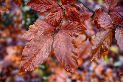 De sidste bøgeblade