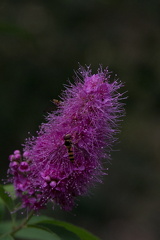 Bien og blomsten 