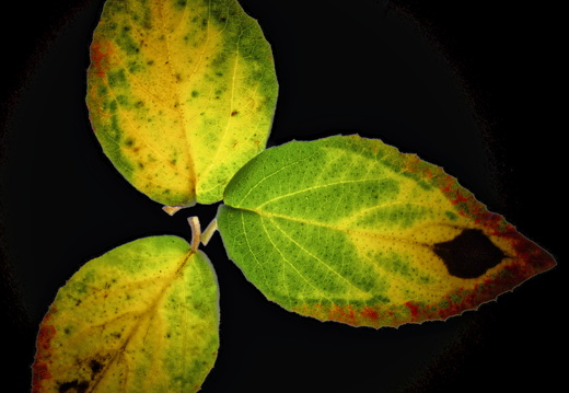 Tre blade (Viburnum carlcephalum)