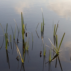 Det pibler, april 24