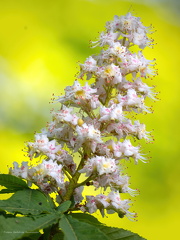 2024-05-15 PBR 118-SharpenAI-Focus