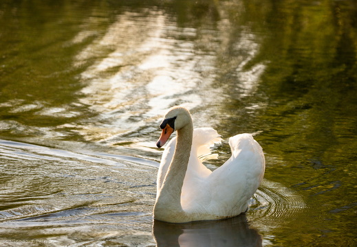 Svane