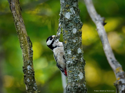 2024-05-15 PBR 107-DeNoiseAI-standard-SharpenAI-Motion