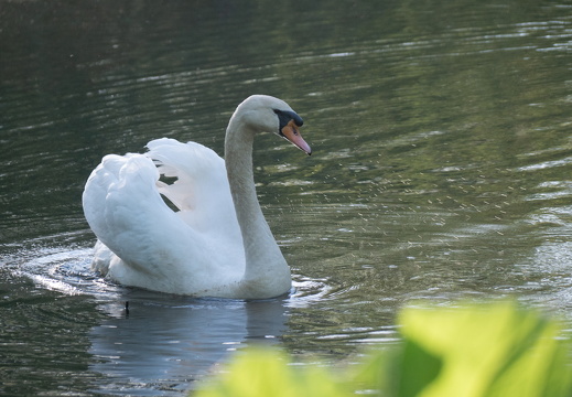 Svane (1 of 1)