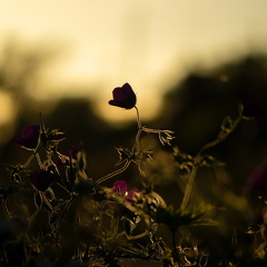 Kongens Have (1 of 1)-2