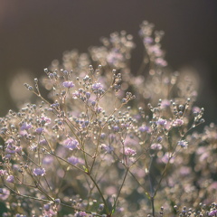 Kongens Have (1 of 1)-3