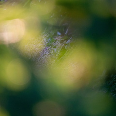 Kongens Have (1 of 1)