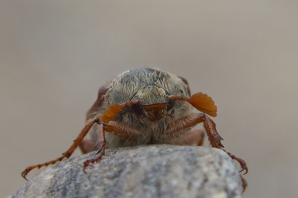 Oldenborre 4 crop-topaz-sharpen-denoise