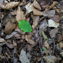 et blad blandt mange lars