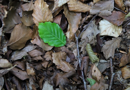 et blad blandt mange lars