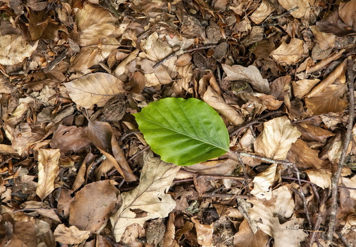 Et blad blandt mange nils