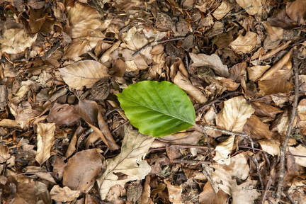 Et blad blandt mange nils