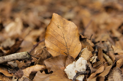 Et blad blandt mange, Susanne