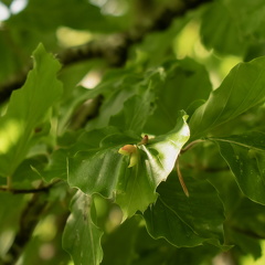 Et blad blandt mange, Inger