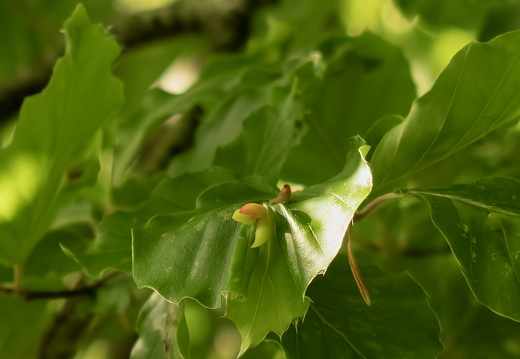 Et blad blandt mange, Inger