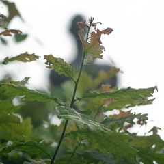 Et blad blandt mange Helle O