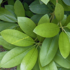 Et blad blandt mange Vagn