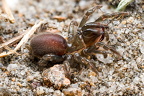 Nordlig fugleedderkop