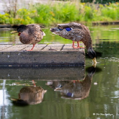 Ole O - GDPR regler for ænder