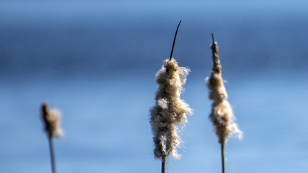 751 4331 Dunhammere kopier 3