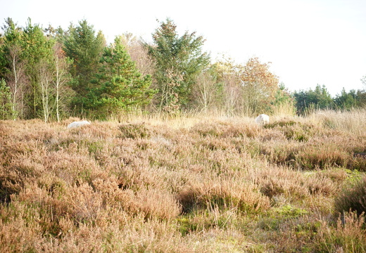 DSC06162-1