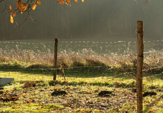 2024-11-12 DSC 0464-Edit