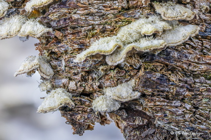 Violporresvamp spiser fyrretræ