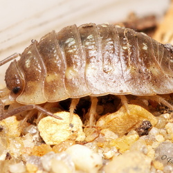 Værkstedsaftener 2025