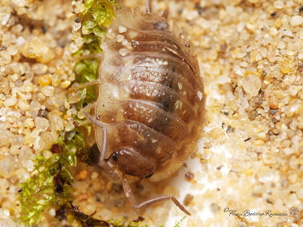 Bænkebider - stack 2