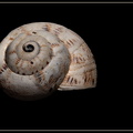 Snegl