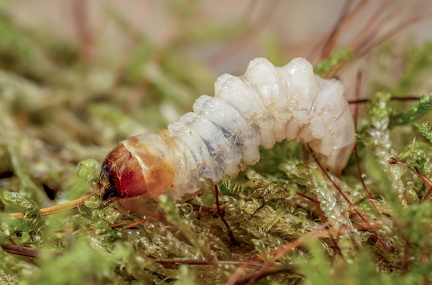 DSC01287 BillelarveSlægt Rhagium    Ole O