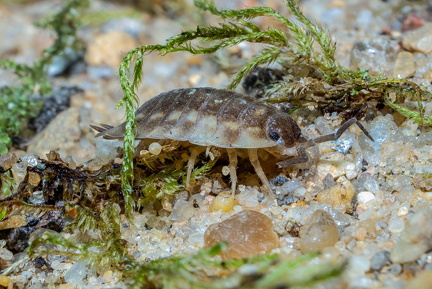 DSC01562 Glat Bænkebider Ole O