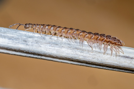 Tusindben Polydesmus angustus    Ole O