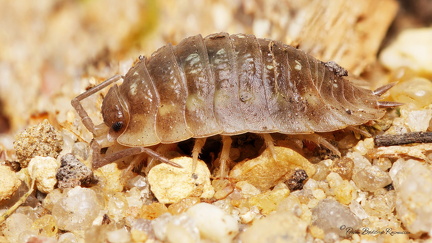 Bænkebider - stack af 11 billeder og ny baggrund