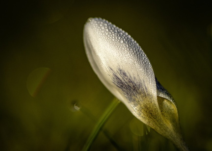 Krokusblad Ole H