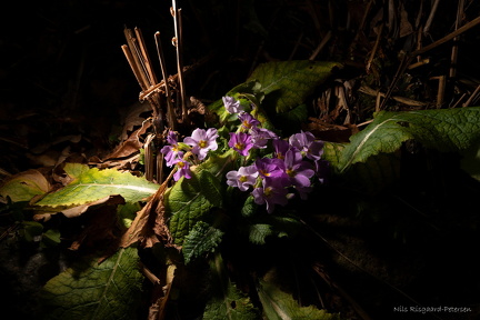 Primula